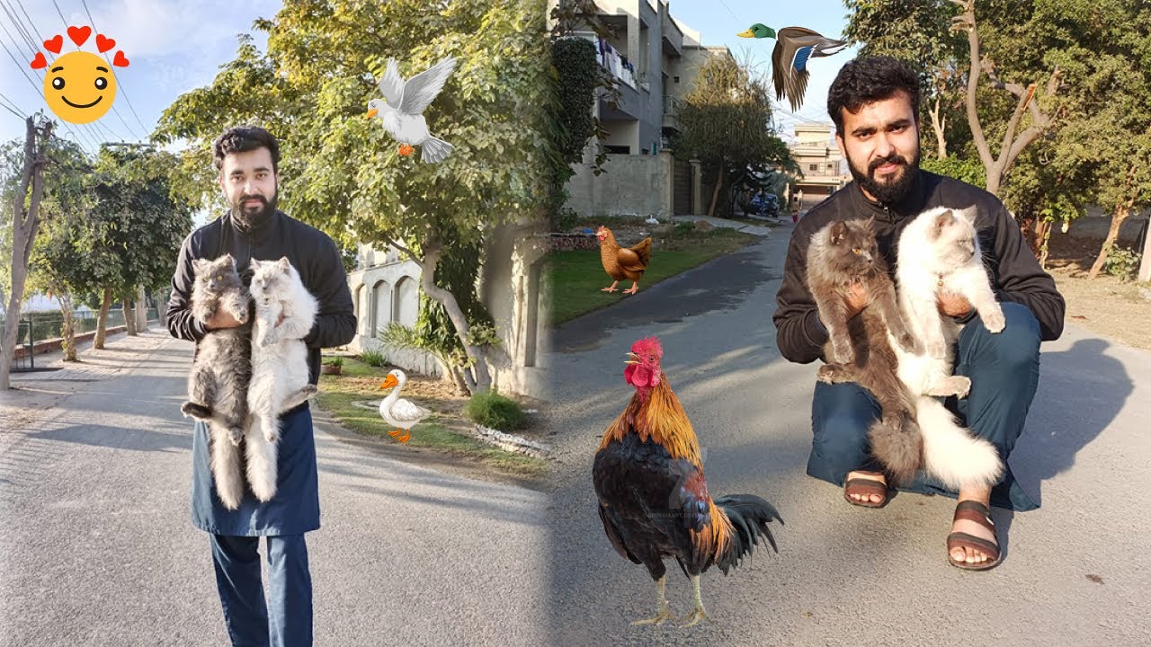 My Daily Pets Routine 😎 | Pets Vlog 💖 - YouTube