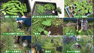 菜園だより260428カボチャ植え付け