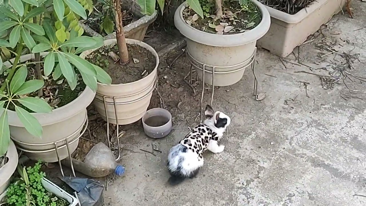 My adorable bunny enjoying her day peacefully 🐇🩷🐾