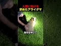 人間に助けを求めたアライグマ
