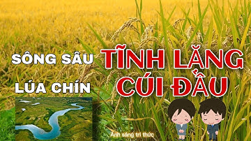 Vì sao Sông sâu tĩnh lặng lúa chín cúi đầu | Ánh sáng tri thức