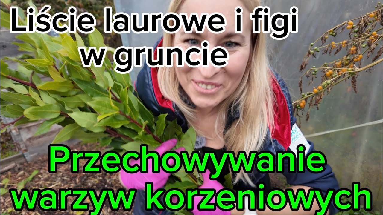 Лавр и инжир в земле + Хранение корнеплодов