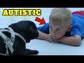 Top 13 Dogs for autistic child that will surprise you, autism-friendly dog breeds
