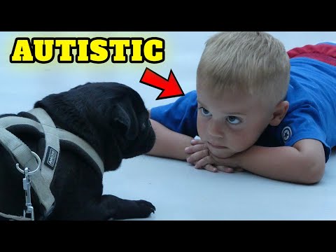 Top 13 Dogs for autistic child that will surprise you, autism-friendly dog breeds