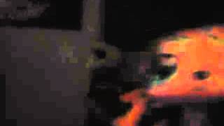 My Lps Dancing Dog And Wild Grinders