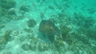 Snorkel 3 Cayman Island