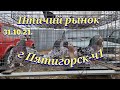 Голуби цены Птичий рынок г Пятигорск-ч1 Pigeons prices Bird market Pyatigorsk-ch1