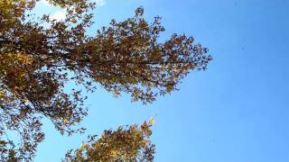 20111010_Leaves2.MOV