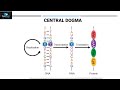 Central Dogma Quiz