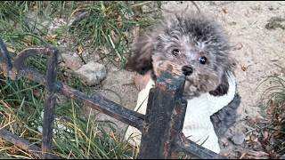 This Abandoned Dog Refused To Leave The Subway Fence