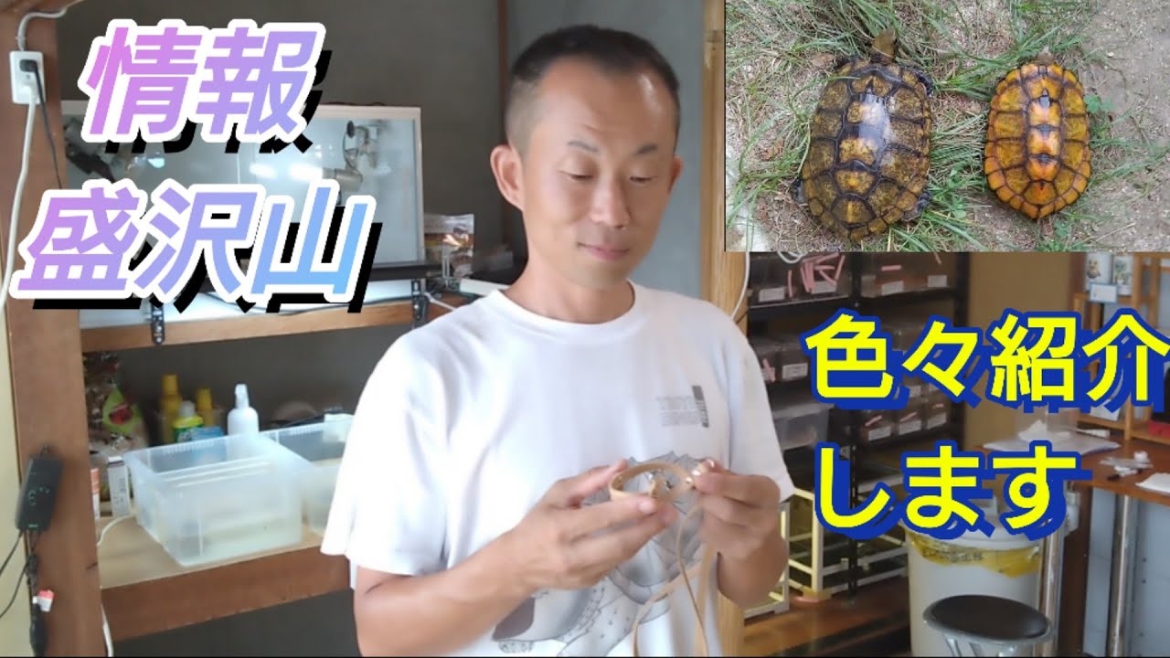 フトアゴヒゲトカゲの新商品からハイイエローのイシガメなど色々紹介致します。