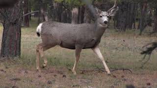 Curious Mule Deer Buck Gets Really Close