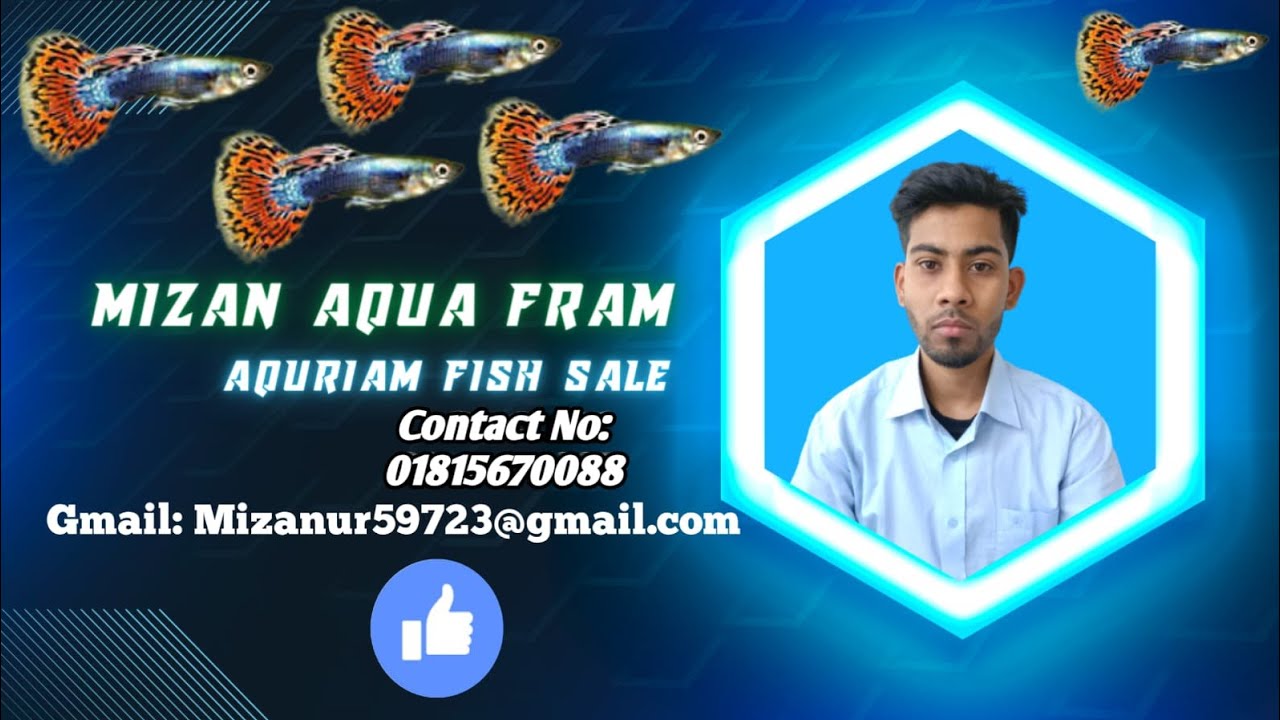 aquarium fish sale point YouTube