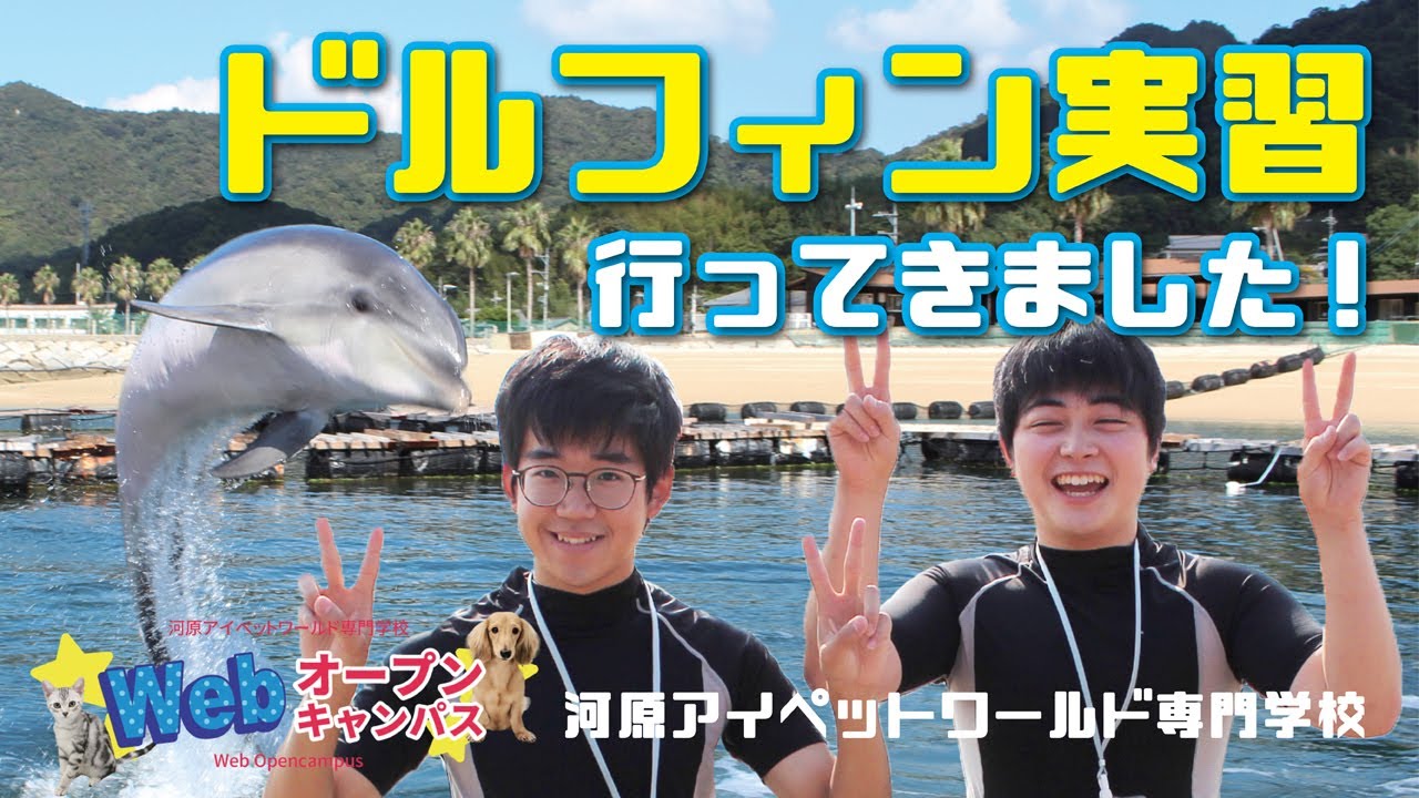 Webオープンキャンパス ドルフィン実習 河原アイペットワールド専門学校 Youtube