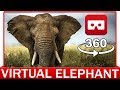 360° VR VIDEO - ELEPHANT - DISCOVERY ANIMAL & NATURE - VIRTUAL REALITY 3D