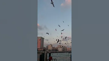 حسين الجسمي روح ياطاير وقلة استوريات وحالات واتس اب روعه 