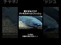 チャネルキャットフィッシュが賢すぎる