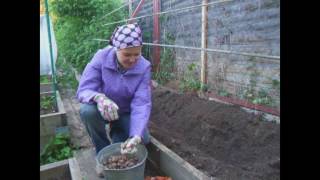 Как посадить виноград на даче