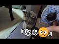 何度もオヤツをねだり父に叱られていじけたフリの娘猫