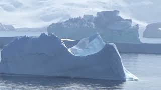 Whales & Orca in Charlotte Bay, Antarctica