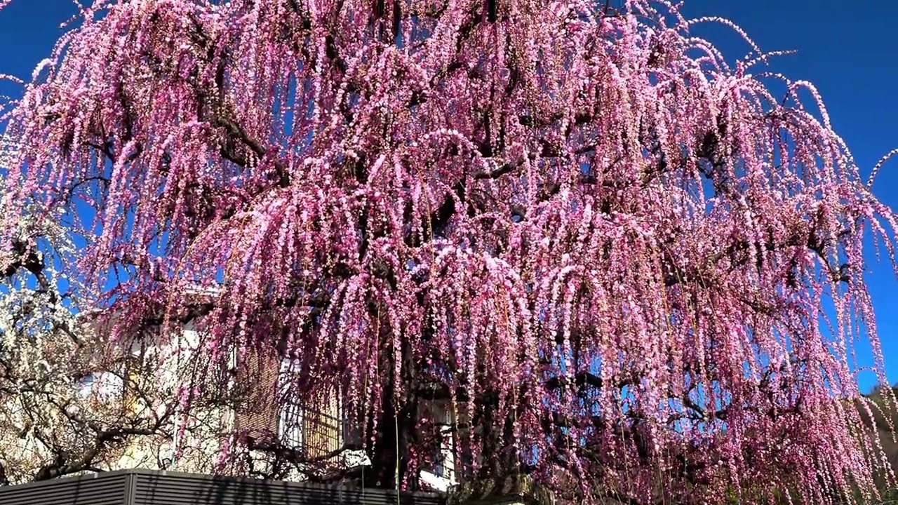 【4k】2026.2.18 曽我梅林 約35,000本の梅まつり開催中 Soga Plum Grove 35,000 Plum Festival