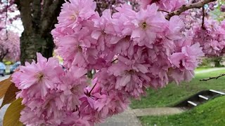 陰冷的4月天，櫻花照樣開好開滿🌸🌸🌸