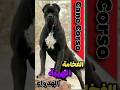 الثقة فى النفس تعنى كانى كورسو اكسبلور تيك توك كلاب محبي الكلاب كلب كورسو ترند Pitbull Dogs الثقة فى النفس تعنى كانى كورسو اكسبلور تيك توك كلاب محبي الكلاب كلب كورسو ترند Pitbull Dogs