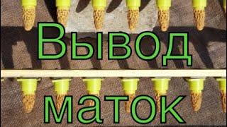 ВЫВОД МАТОК!!! Холодный май, семьи-воспитательницы!!!