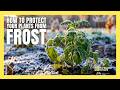 Frost on the way? Protect your garden with these tips | #frost