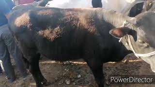 13.06.2020 2 QISM MIRSHADI MOL BOZORI NARXLARI