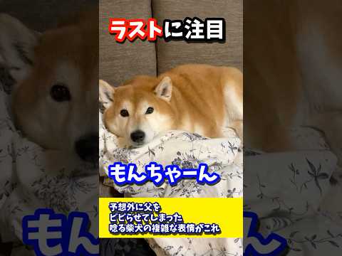 予想外に父をビビらせてしまった唸る柴犬の複雑な表情がこれ #shibadog #柴犬 #sibainu  #犬のいる生活 #shorts