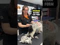 Matting tips#dogs #doglife #grooming #shorts #pet #dogtraining #education #dogshorts #learning #fun