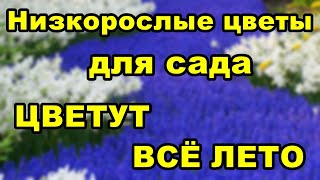 НИЗКОРОСЛЫЕ ЦВЕТЫ ДЛЯ САДА, ЦВЕТУЩИЕ ВСЕ ЛЕТО