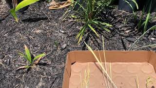 Growing palm trees from seed in Central Texas