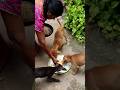 #shorts #ytshorts #dog #dogshorts #pets #puppy #puppylove #puppylife #petlover