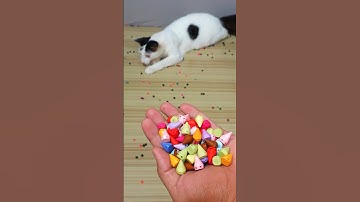 Funny Cat Barsik Beads 🌈🔴 Reverse Video #cat #funny #reverse