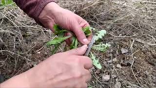 Yabani Otlar Topladık