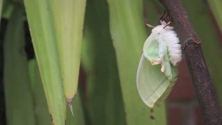 Time lapse of Indian Moon Moth - Actias selene