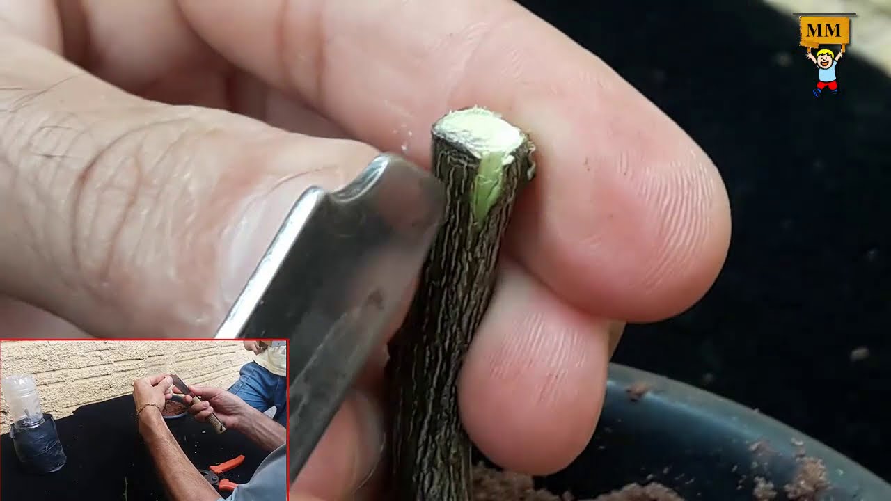 Enxertia em citros - Meu preferido 2