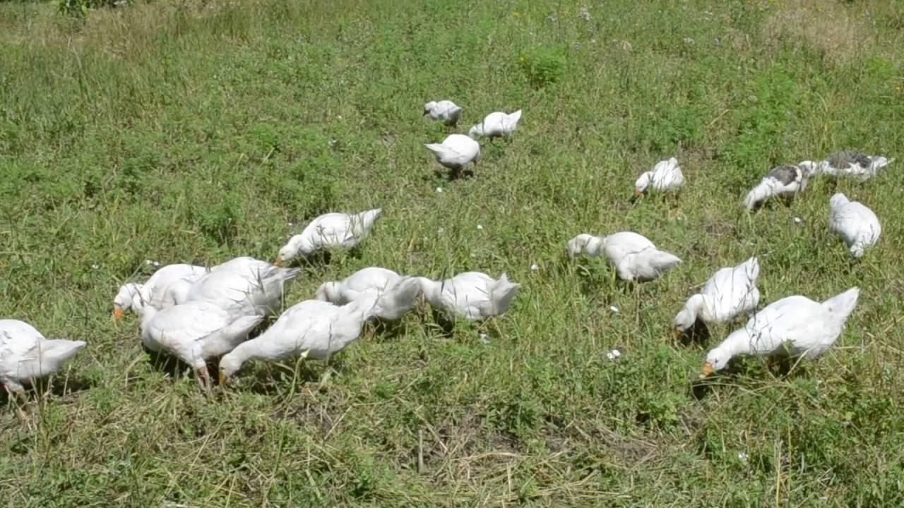 Гуси пасутся на лугу - YouTube