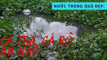 Câu cá sông, cá tra, cá rô, cá chốt. Quốc Tú TV.