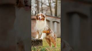 Top 5 Dogs Born For Adventure