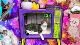 Purrfect #23 | Fresh selection of pets | Funny and cute | Funny Animals | Jokes 2021