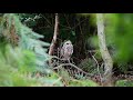 A la rencontre du hibou des marais