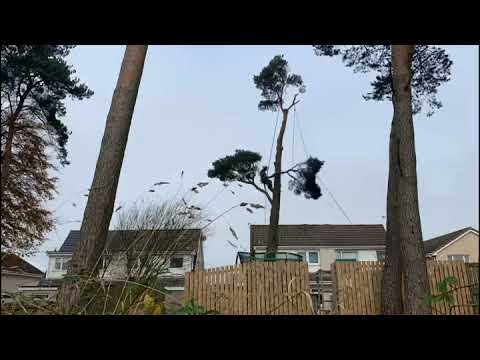 Large pine tree removal time lapse