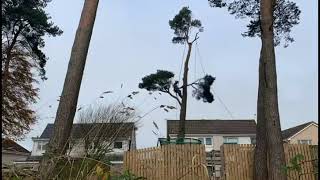 Large pine tree removal time lapse