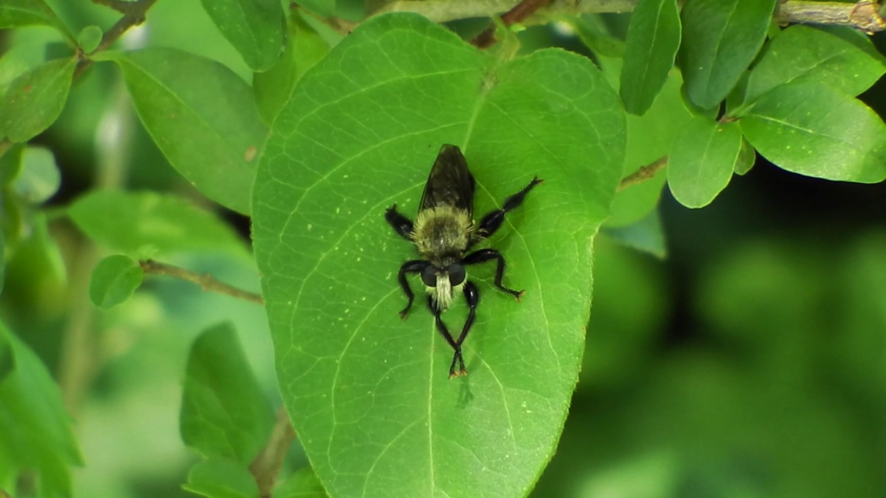 Laphria flavicollis - That One Was Tasty - Off To Find Another