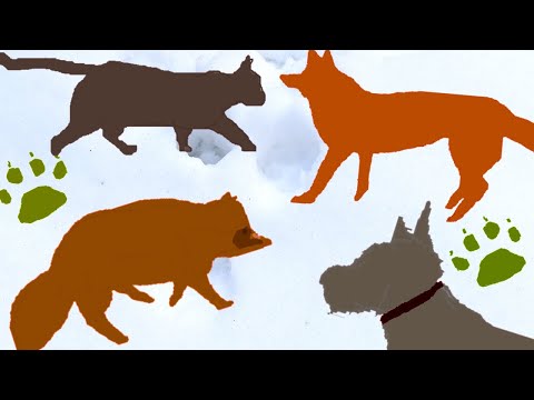 実を飲み込めないキツツキさん?鳥を見ながら雪山でお茶🦊タヌキキツネ足跡違い🐾