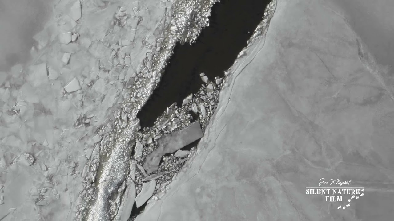 Stockfootage 4K - Captivating Stock Footage: Explore the Beauty of Nature and Wildlife!