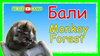 Остров Бали. Убуд. Лес обезьян. Monkey Forest. Ubud.
